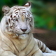 Illustration for article titled Report: Tiger That Mauled Roy Horn Still Struggling To Find Work